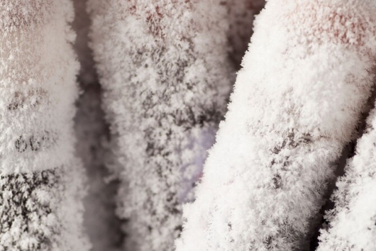 Lessons from a 30-Year Cryobiology Record