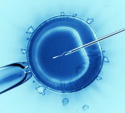 Preprava-embryi