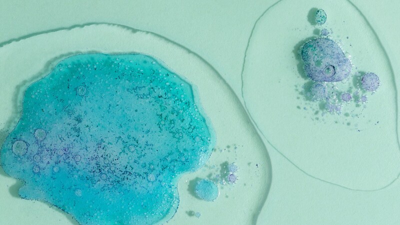 embryo